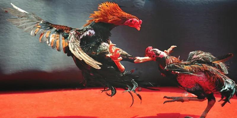 Giới thiệu về hình thức đấu gà cựa tròn đỉnh cao