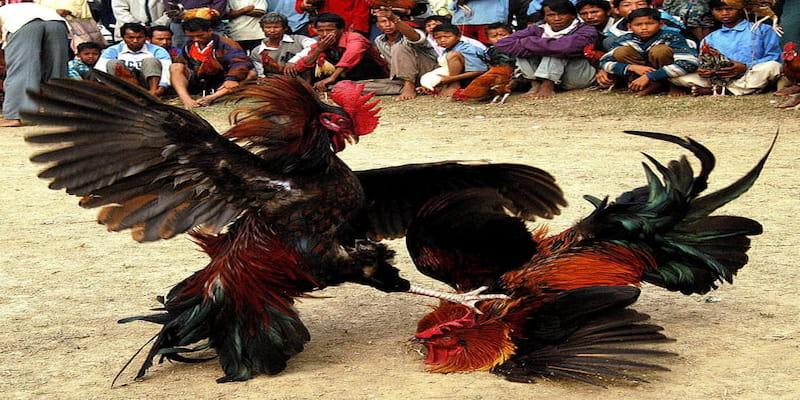 Luật thi đấu đấu gà cựa tròn - Những điều cần biết