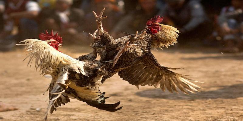 Tìm hiểu đặc điểm nổi bật của hình thức đá gà cựa tròn